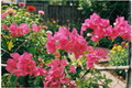 Afterglow Bougainvillea Live Starter Plant in 3 Inch Pot