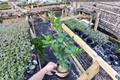 Key Lime Tree - Grafted Citrus Live Plant | Indoor/ Outdoor Starter Plant