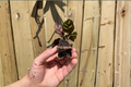 Calathea Makoyana (Peacock Plant) Live Starter Plants – Bare Root with Soil Pod (2 Pack)
