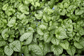 Sea Heart Siberian Bugloss Brunnera macrophylla ‘Sea Heart’ – 1 Gallon Live Plant