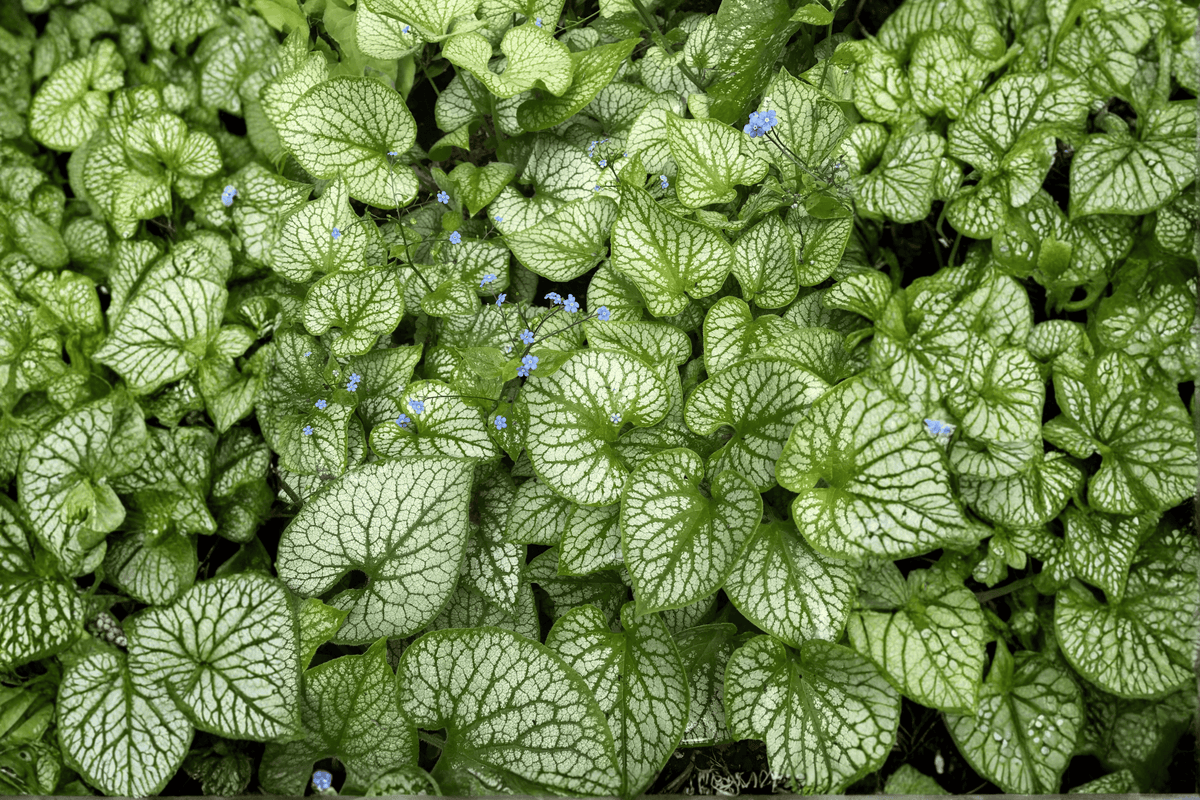 Sea Heart Siberian Bugloss Brunnera macrophylla ‘Sea Heart’ – 1 Gallon Live Plant
