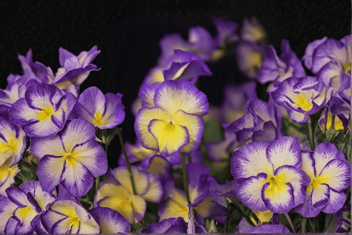 Sweetheart MagnifiScent Viola Live Plant – 4-Inch Pot | Viola × hybrida 'Sweetheart'