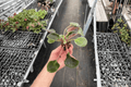 Country Cider African Violet Streptocarpus ionanthus - 2 Starter Live Plants (2-In Pots)