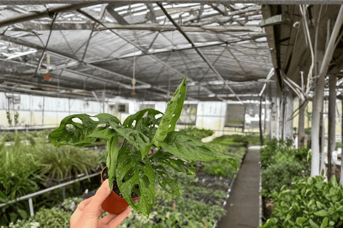 Monstera Adansonii Wide Form - 2 Live Plants in 4-Inch Pots