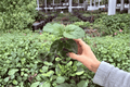 My Guy Hibiscus 2 Starter Plants – Hibiscus rosa-sinensis (Bare Root)