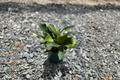 Staghorn Fern Platycerium Live Plant - Fully Rooted 4-Inch Pot