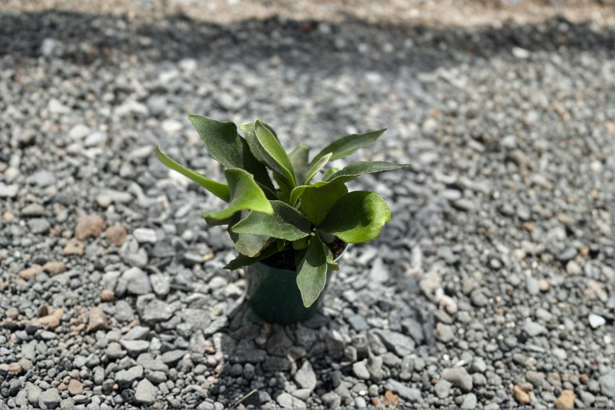 Staghorn Fern Platycerium Live Plant - Fully Rooted 4-Inch Pot