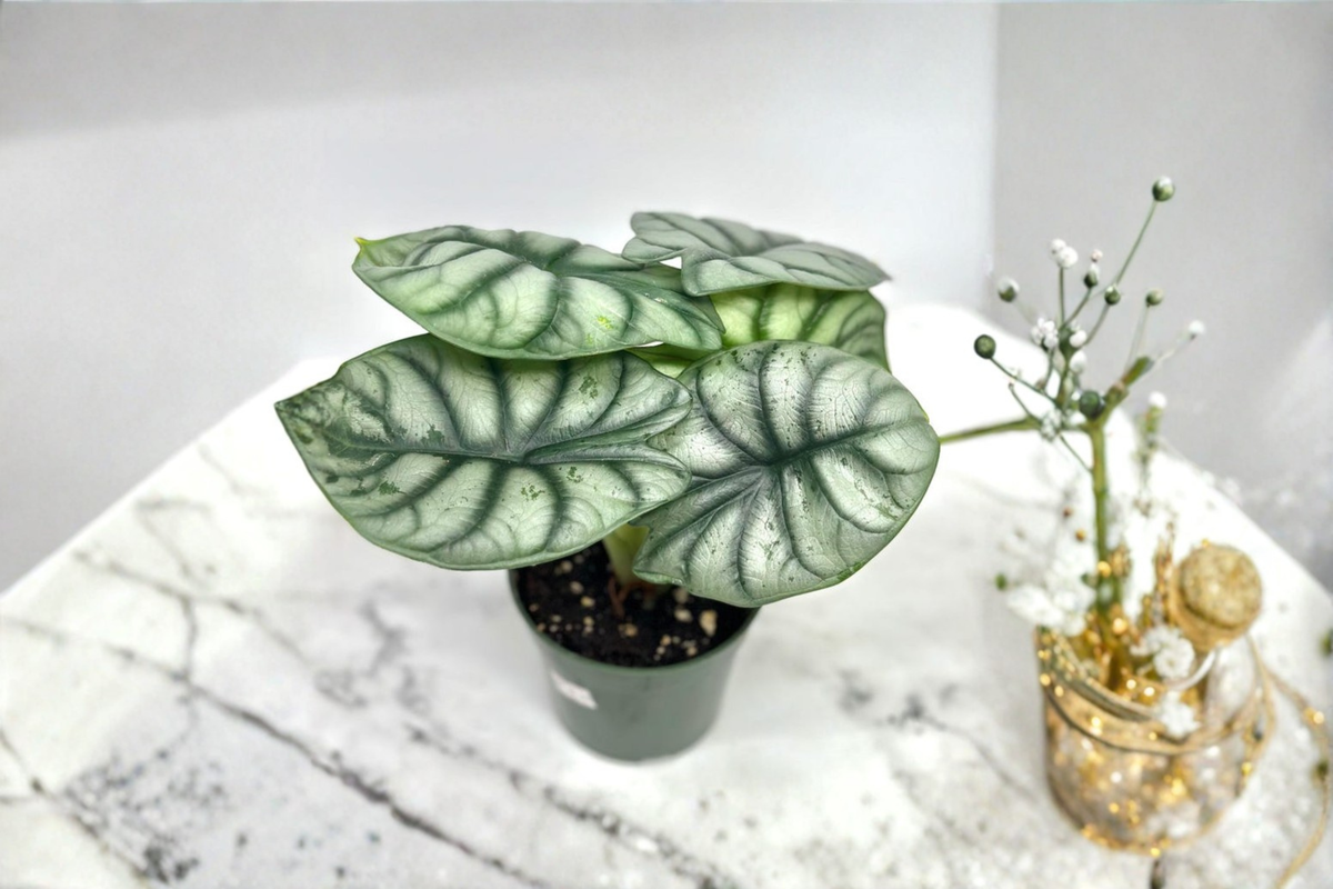 Alocasia Silver Dragon - 4 Inch Rooted Starter Plant