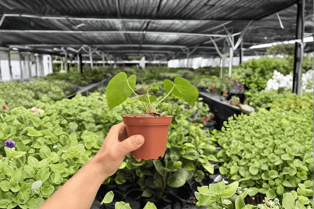 Anthurium Crystal x Papi Golden - 2 Live Plants (4-Inch Pots) | Exact Plants