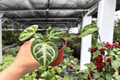 Anthurium Silver Tiger x Silver Blush - 2 Exact Live Plants in 4-Inch Pots