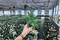 Variegated Peace Lily Domino Starter Plants – 2 Live Plants in 2-inch Pots