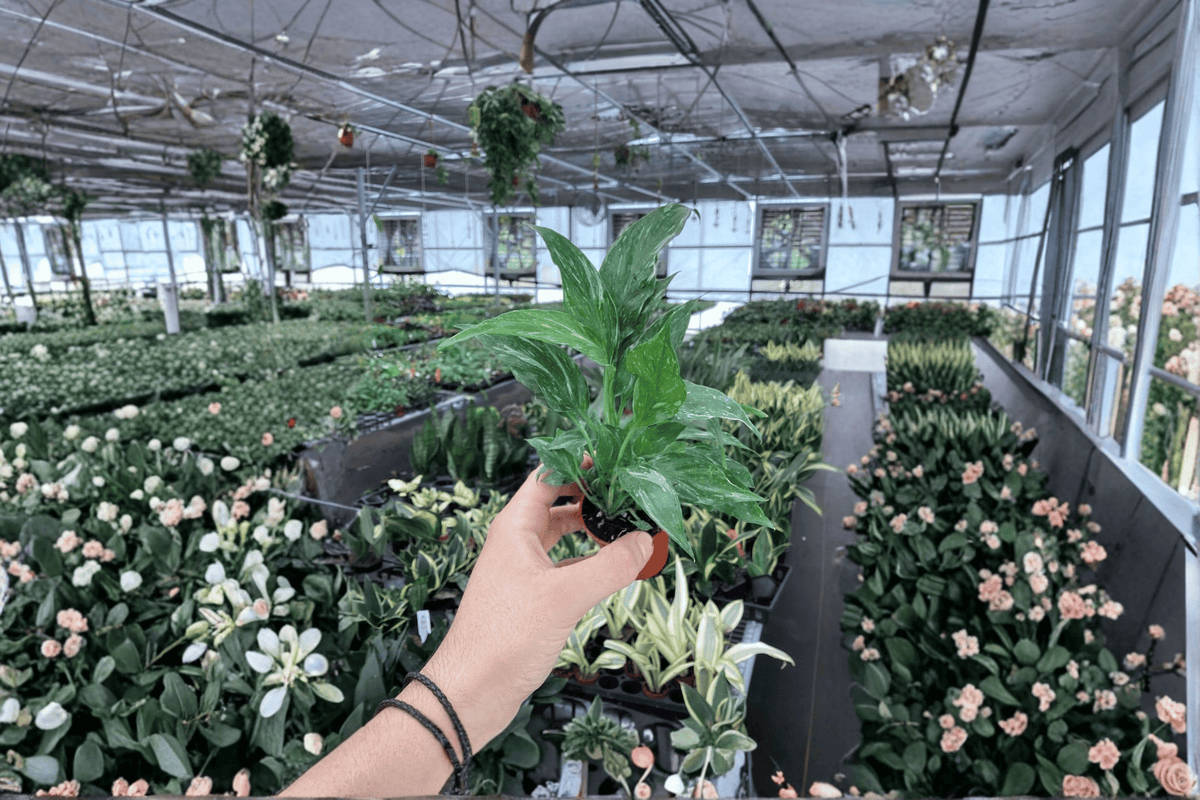 Variegated Peace Lily Domino Starter Plants – 2 Live Plants in 2-inch Pots