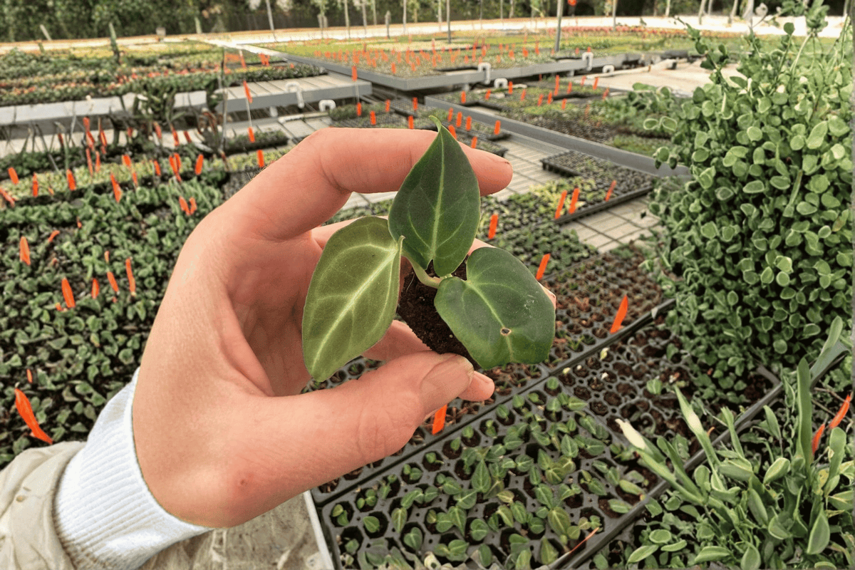 Anthurium regale Starter Plants – 2 Live Bare-Root Anthurium regale Plants