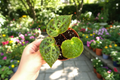 Begonia Ferox Live Plant - 4 Inch Fully Rooted Spiked Begonia | Indoor Tropical Houseplant