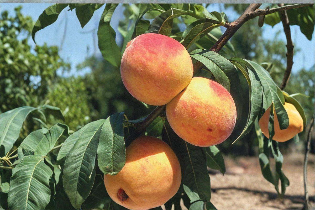 Oregon Curl Free Peach Tree - 1 Gallon Pot Prunus persica Live Plant