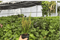 Picasso’s Paintbrush Croton — 2 Exact Live Plants in 4-Inch Pots (Codiaeum variegatum)