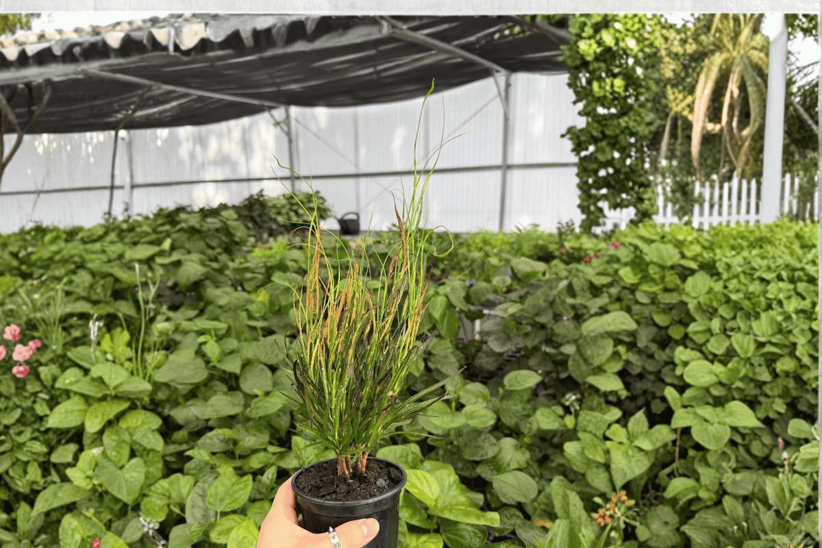 Picasso’s Paintbrush Croton — 2 Exact Live Plants in 4-Inch Pots (Codiaeum variegatum)