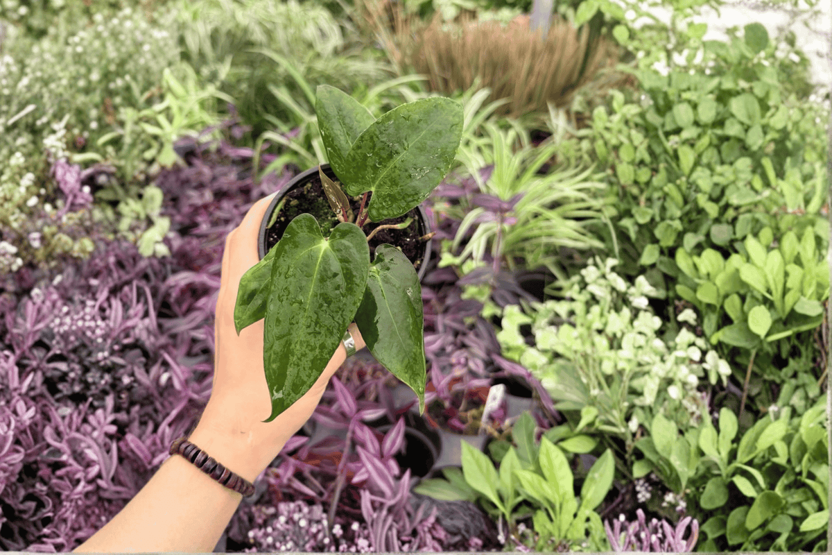 Anthurium Papi x Blue Papi 2 Live Plants in 4-Inch Pots