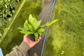Crocodile Fern Microsorum musifolium ‘Crocodyllus’ — 2 Live 4-Inch Pots