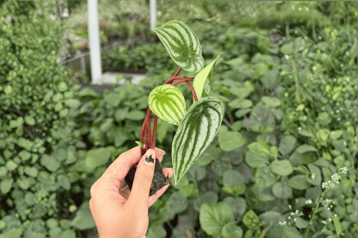 Watermelon Peperomia (Peperomia argyreia) - 2 Exact Live Starter Plants, Bare Root