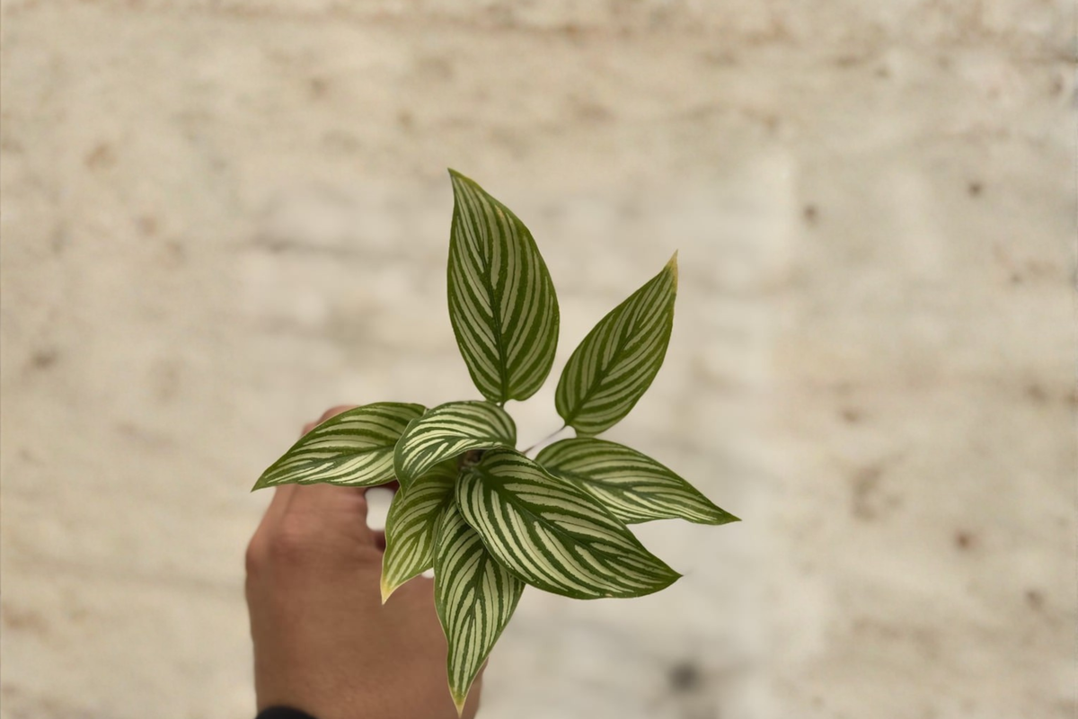 Calathea Vittata Starter Plant or Rooted Cutting | White Striped Prayer Plant