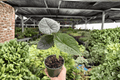 Alocasia Melo Live Plants – 2 Exact 4-Inch Pots | Alocasia melo