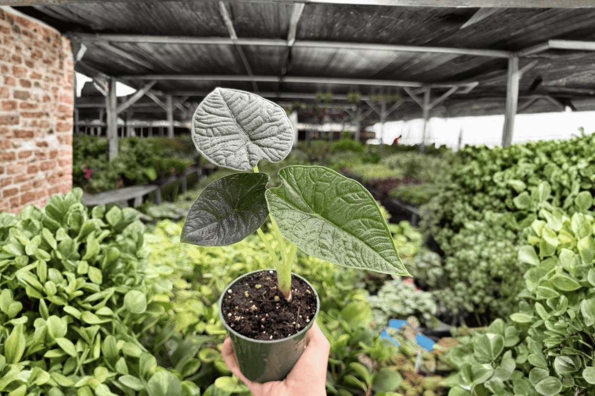 Alocasia Melo Live Plants – 2 Exact 4-Inch Pots | Alocasia melo