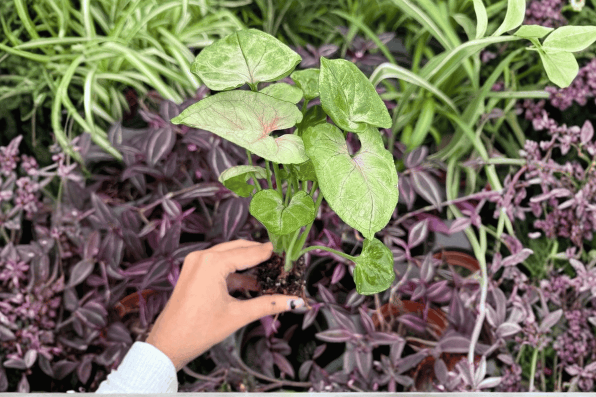 Syngonium Mango Allusion Starter Plants (2) in Plugs | Exact Plants