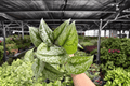 Scindapsus Exotica Live Plants (2) in 4-Inch Pots | Scindapsus pictus 'Exotica'