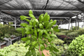 Hoya bilobata - 2 Live Bare-Root Plants, 4-Inch Pot Size (Exact Plants pictured)