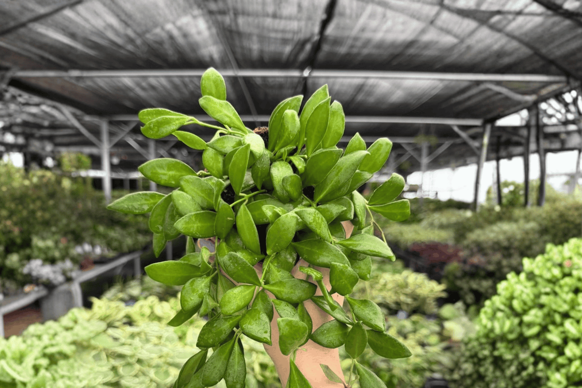 Hoya bilobata - 2 Live Bare-Root Plants, 4-Inch Pot Size (Exact Plants pictured)