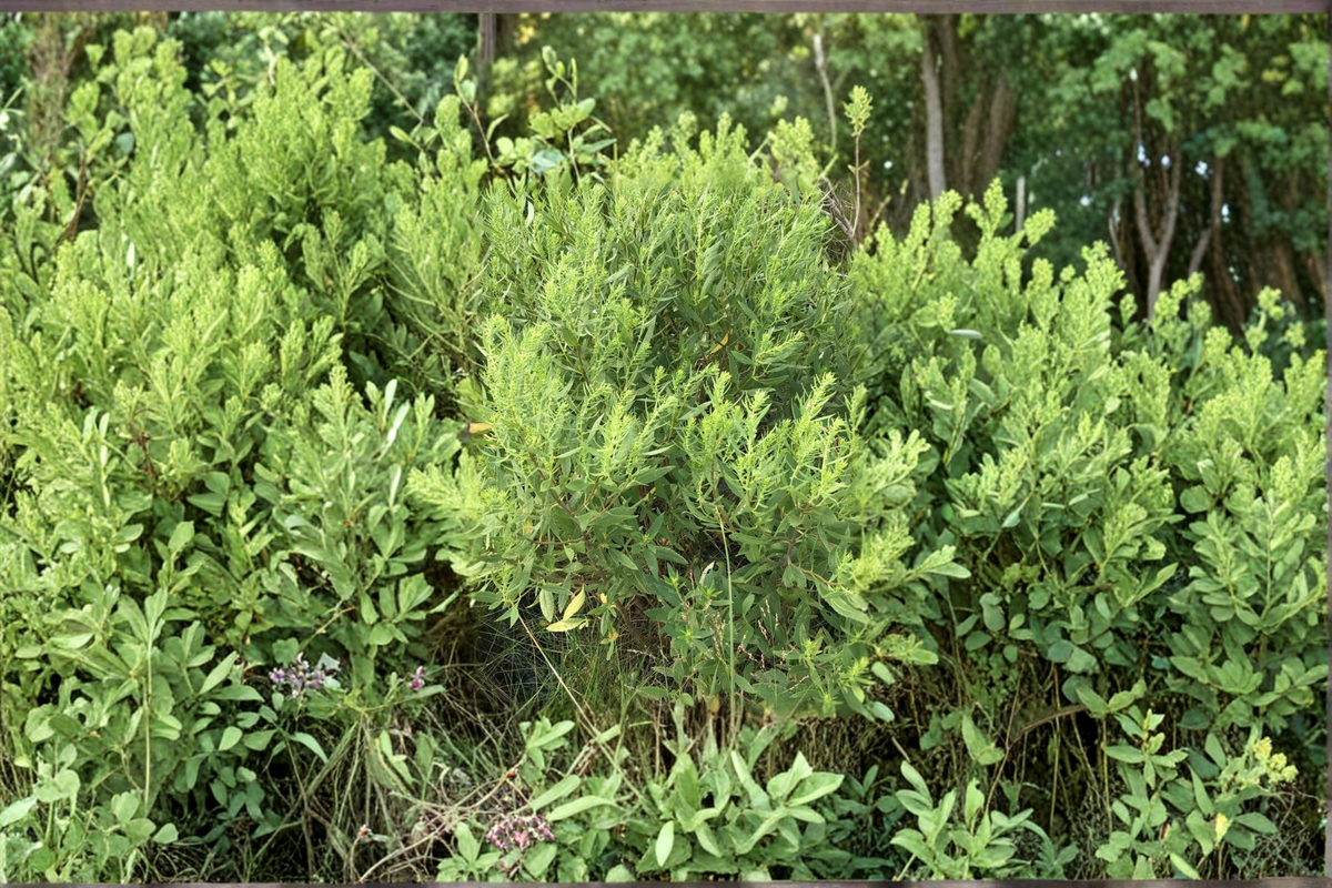 Jesuit’s Bark Live Plant 1 Gallon Pot – Iva frutescens ssp. oraria Coastal Shrub