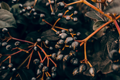 Viking Aronia Berry Live Rooted Starter Plant – Aronia melanocarpa 'Viking'