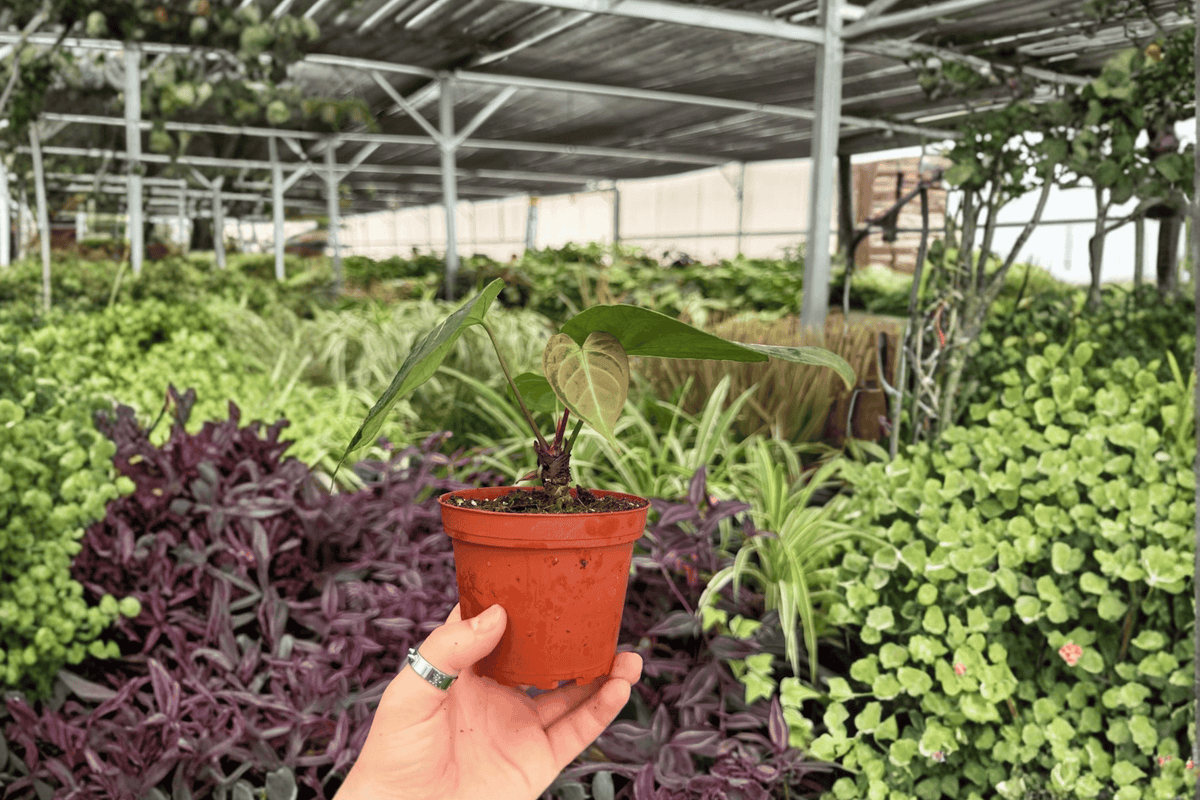 Anthurium AOS x Domino Live Plants in 4-Inch Pots | 2 Exact Plants