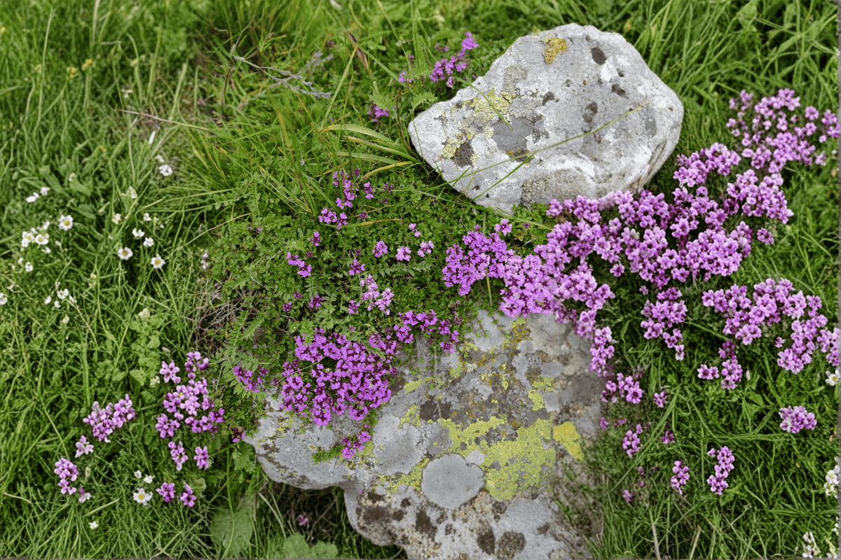Nutmeg Thyme Thymus praecox ‘Nutmeg’ - 1 Live Plant in 4-Inch Pot