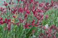 Ruby Velvet Kangaroo Paw Anigozanthos ‘Ruby Velvet’ - 1 Gallon Live Plant
