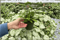 Hoya Jade Live Plants (Hoya carnosa) – 2 Plants in 4-Inch Pots