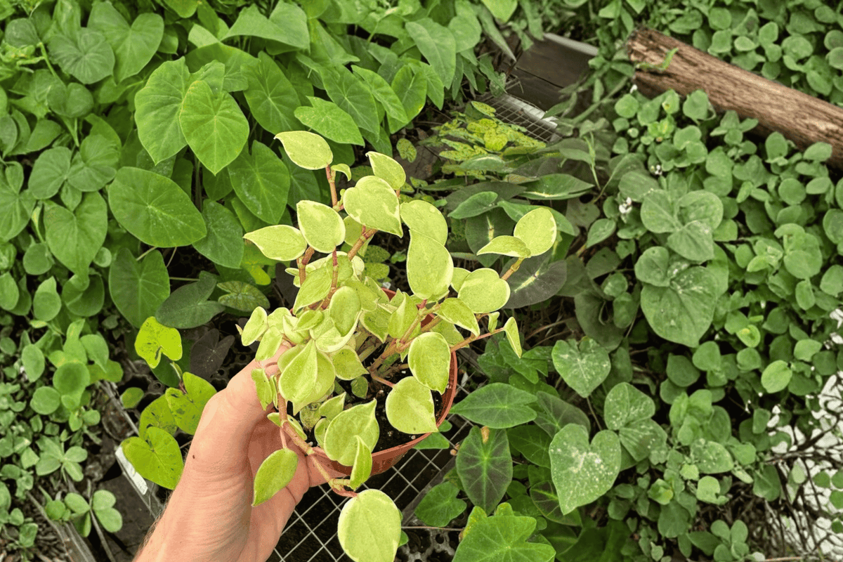 Variegated Peperomia Cupid Live Plants (2-Pack) – 4-Inch Pots