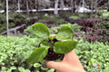 Pinot Noir Hibiscus Starter Plants (Hibiscus rosa-sinensis) - 2 Live Plants