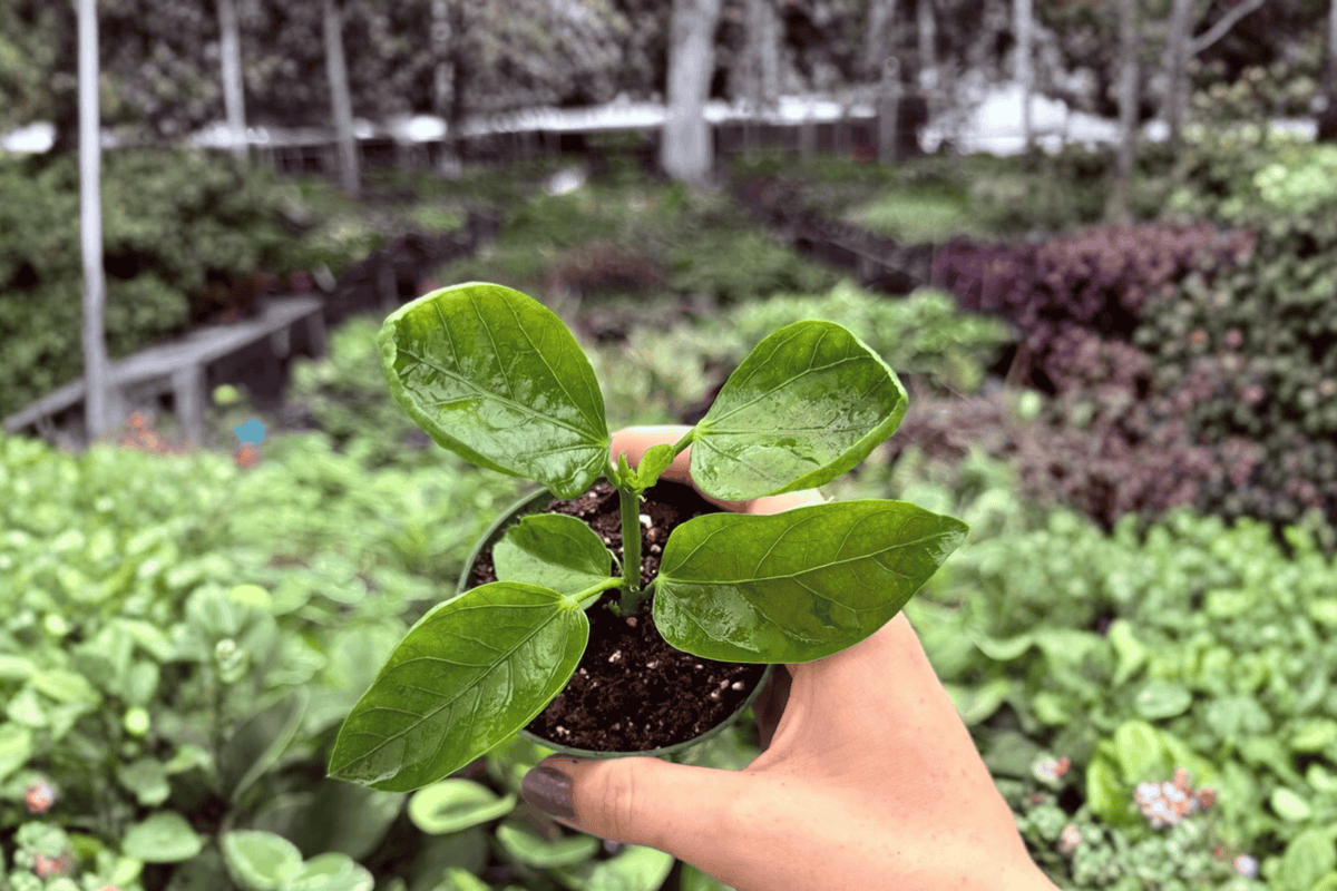 Pinot Noir Hibiscus Starter Plants (Hibiscus rosa-sinensis) - 2 Live Plants