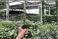 Calathea fasciata Rotundifolia Starter Plants (2) - Bare Root