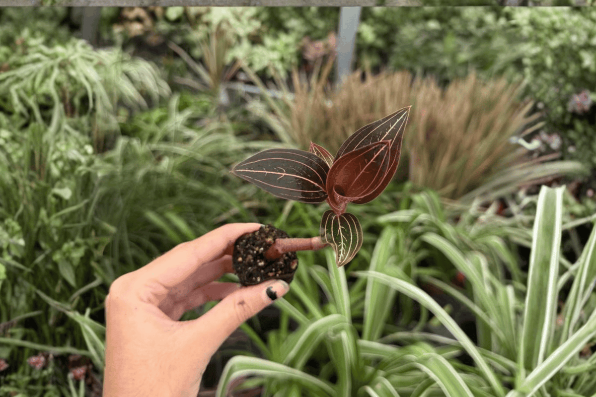 Ludisia discolor Jewel Orchid Starter Plants - 2 Exact Live Plants