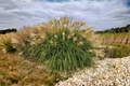 Adagio Maiden Grass Live Plant Clump (Miscanthus sinensis 'Adagio') — 3+ Year Old, Fully Rooted