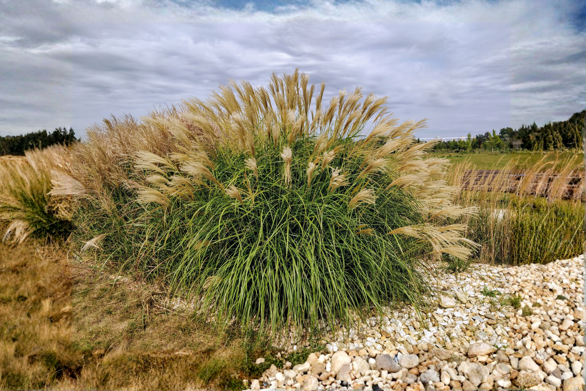 Adagio Maiden Grass Live Plant Clump (Miscanthus sinensis 'Adagio') — 3+ Year Old, Fully Rooted