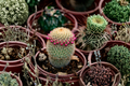 Mammillaria huitzilopochtli Live Cactus - Seed-Grown, 3.5-Inch Pot