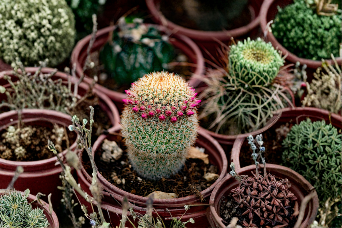 Mammillaria huitzilopochtli Live Cactus - Seed-Grown, 3.5-Inch Pot