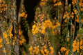 Stalked Bulbine Bulbine frutescens Orange Form - 1 Live Plant in 4-Inch Pot