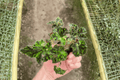 Begonia 'Unique' Starter Plants - 2 Live Bare-Root Begonia Houseplants