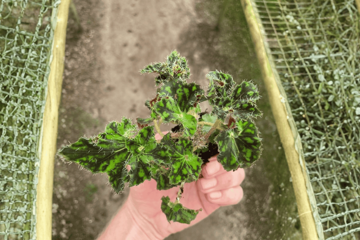 Begonia 'Unique' Starter Plants - 2 Live Bare-Root Begonia Houseplants