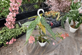 Polka Dot Begonia (Angel Wing) - Live 4.5-Inch Hanging Pot